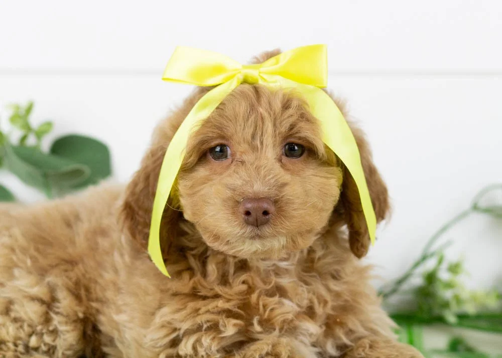 Doug 12-22-25 Alabama 5. 2oz-4.jpg