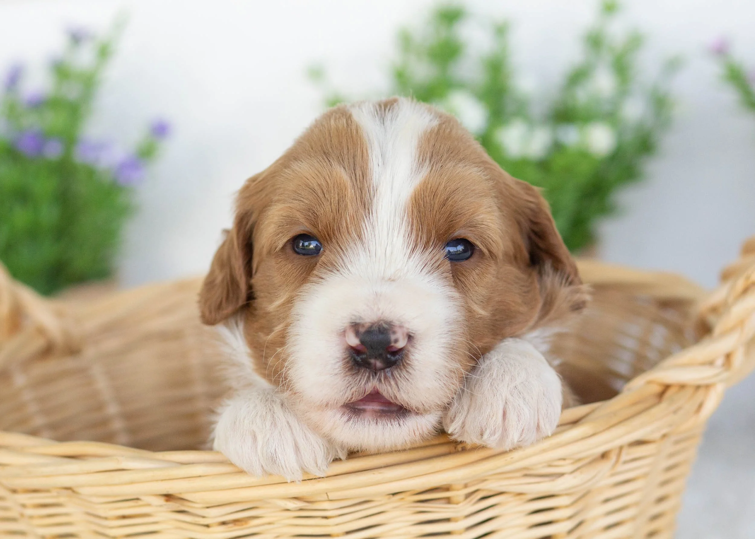Corn Dog Goldendoodle for sale(3).jpg