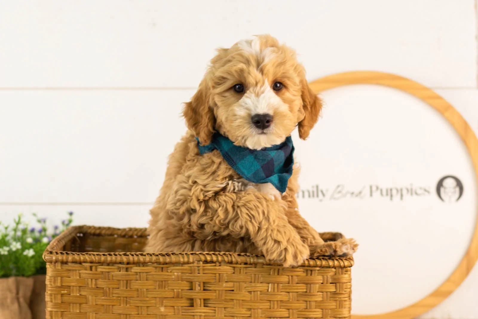 mathew goldendoodle for sale.(3).jpg