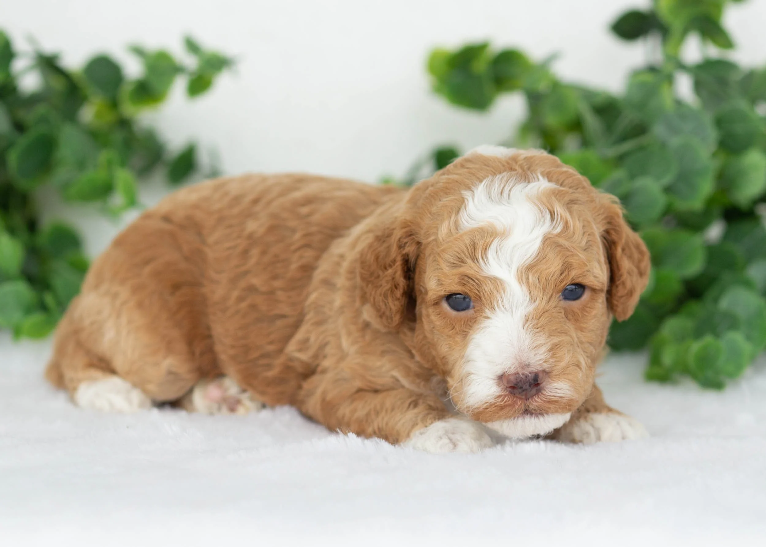 Maxwell Goldendoodles for sale(1).jpg