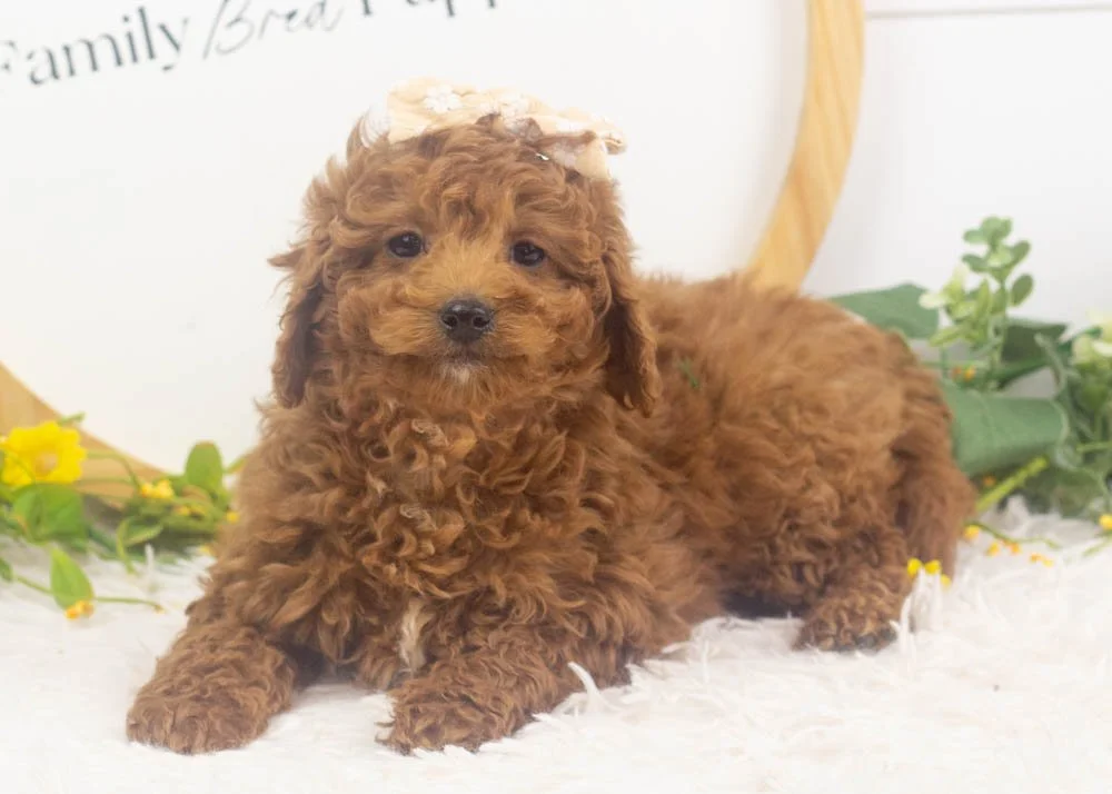 jamie goldendoodle for sale.jpg