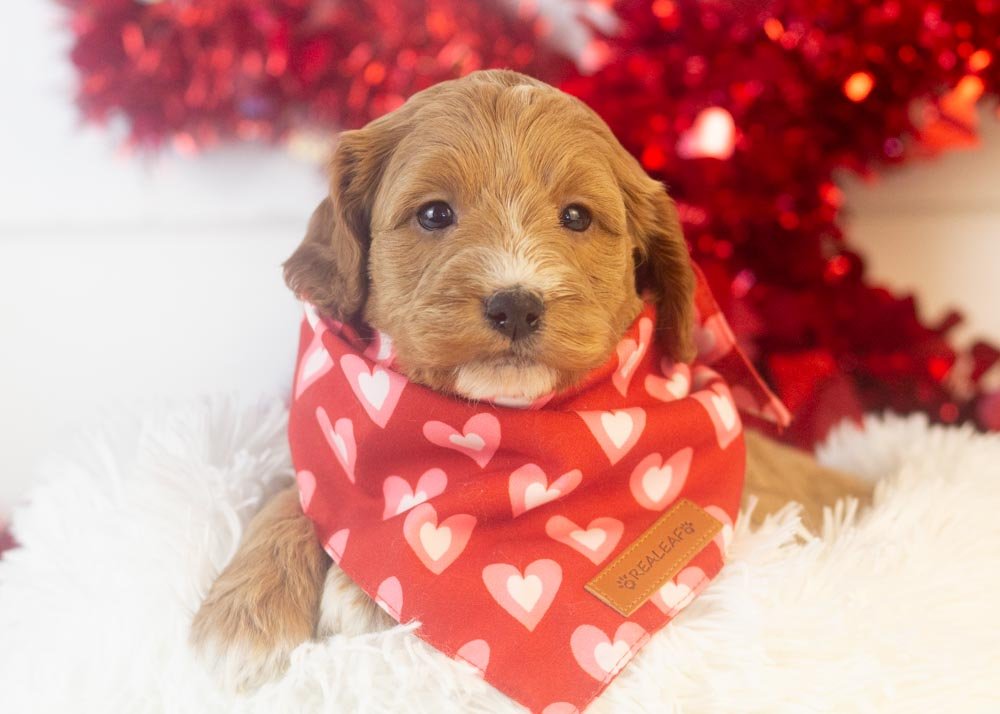 Cole goldendoodle for sale.jpg