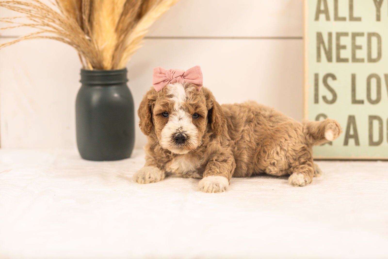 Ivy goldendoodle for sale.jpg
