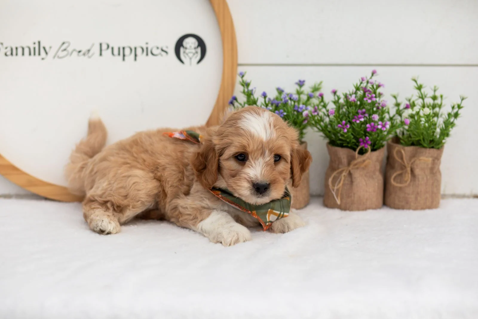 Greg goldendoodle for sale.jpg