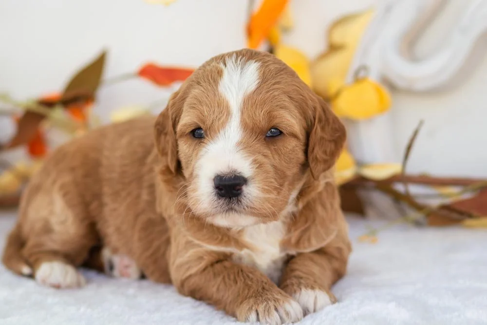 yam goldendoodle for sale(2).jpg