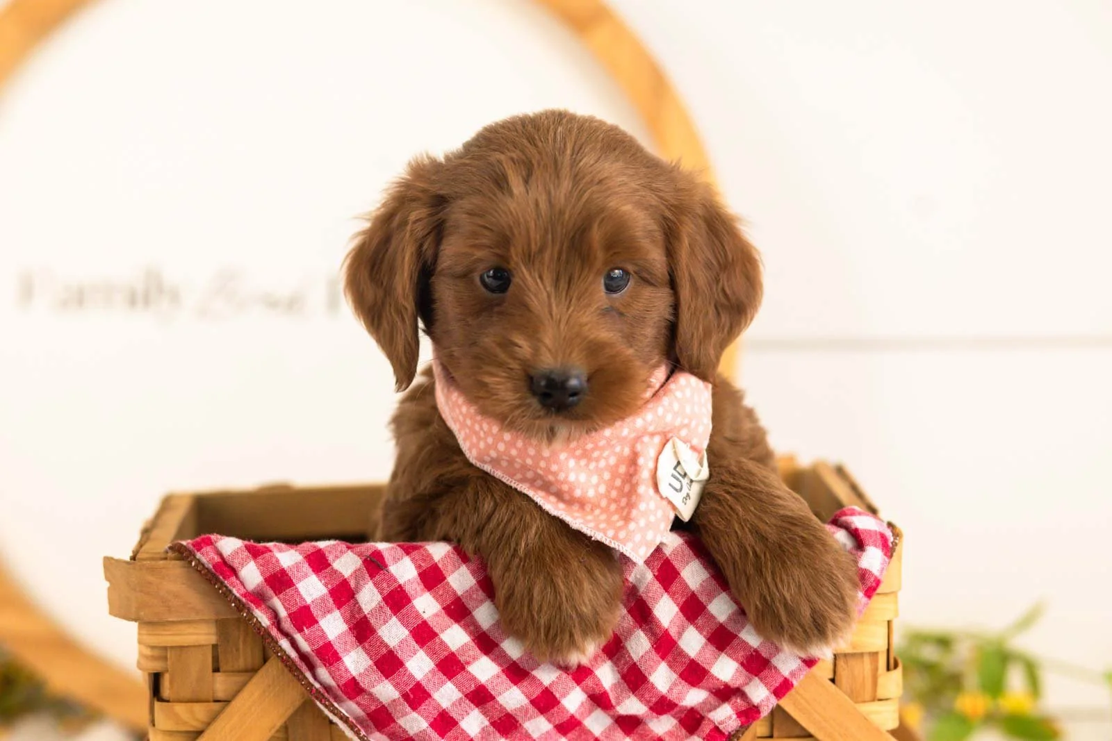 Nalu goldendoodle for sale(3).jpg