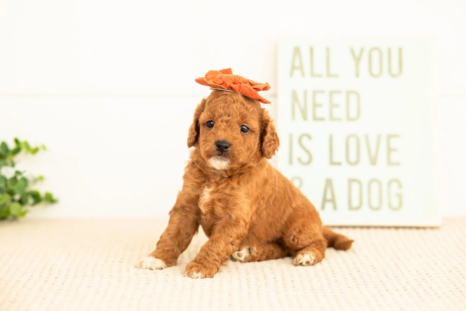 Chiffon goldendoodle for sale.jpg