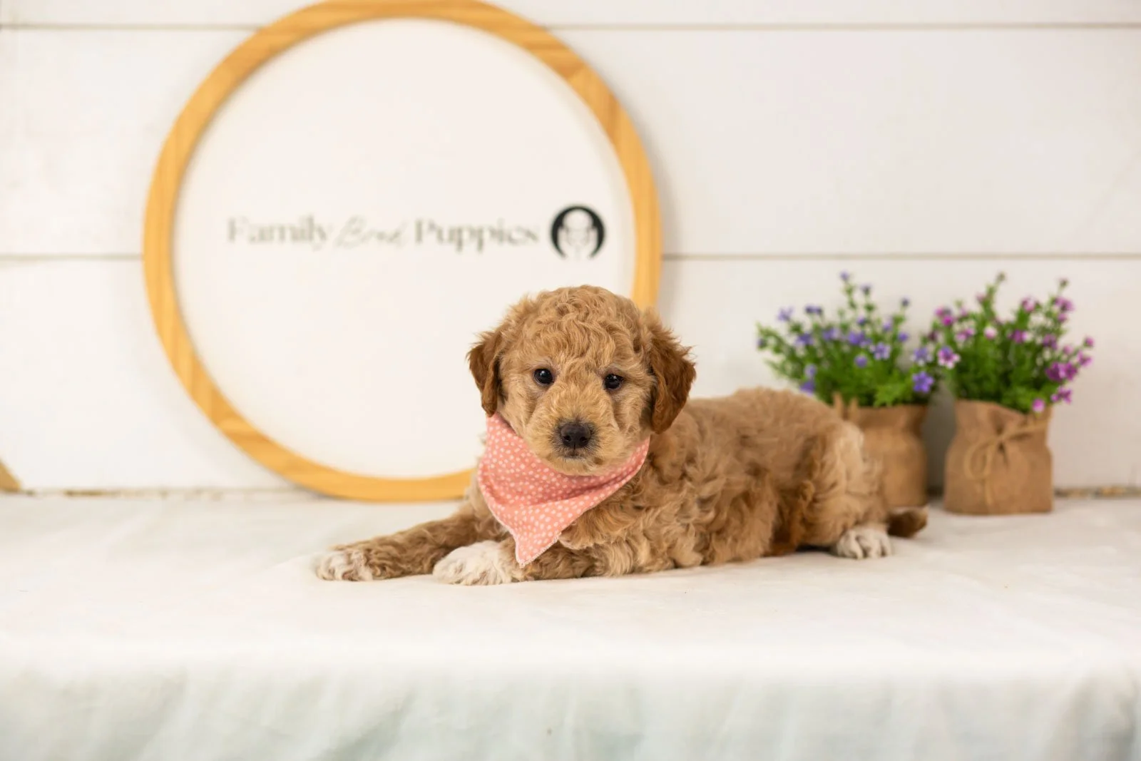 Caleb goldendoodle for sale.jpg
