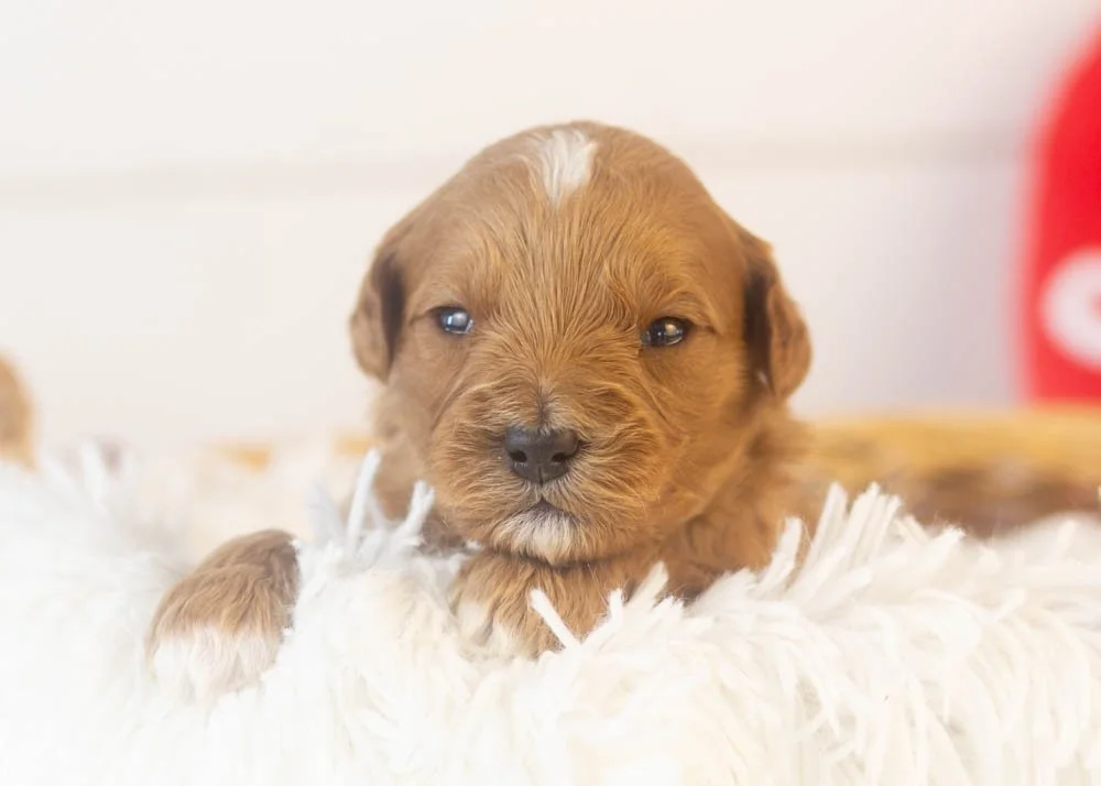 Keith goldendoodle for sale(1).jpg