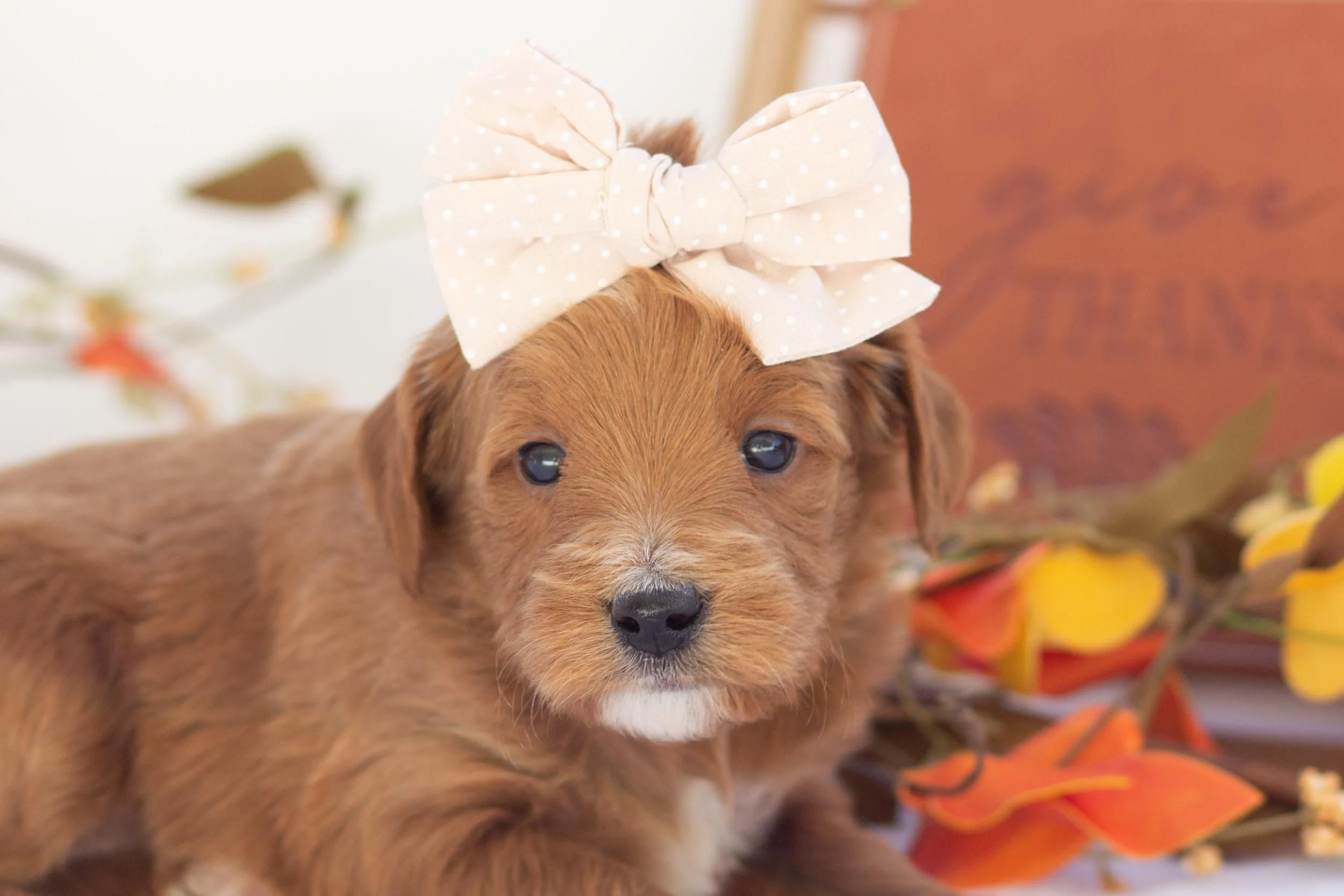 honey goldendoodle for sale..jpg