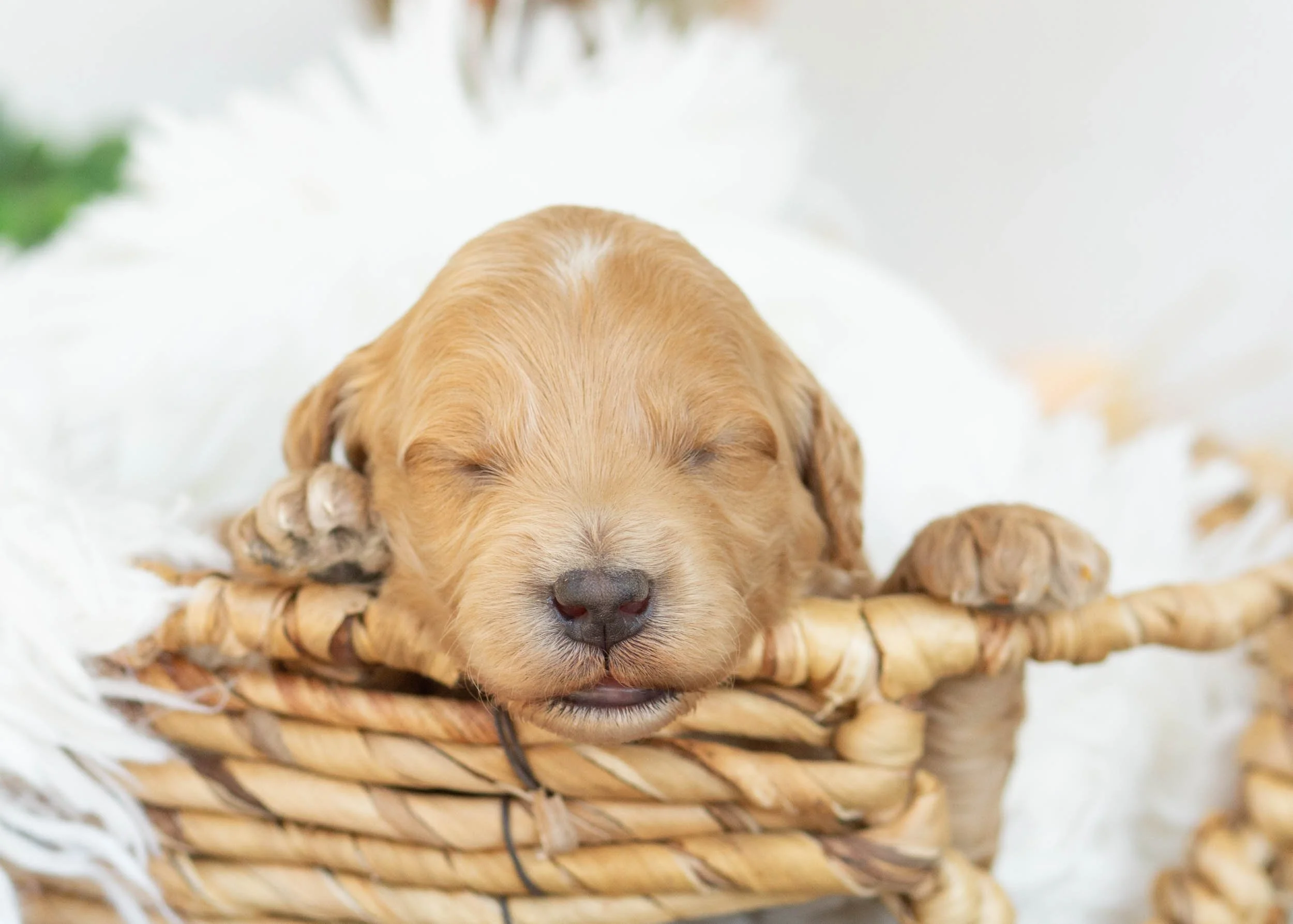 Levi goldendoodle for sale.jpg