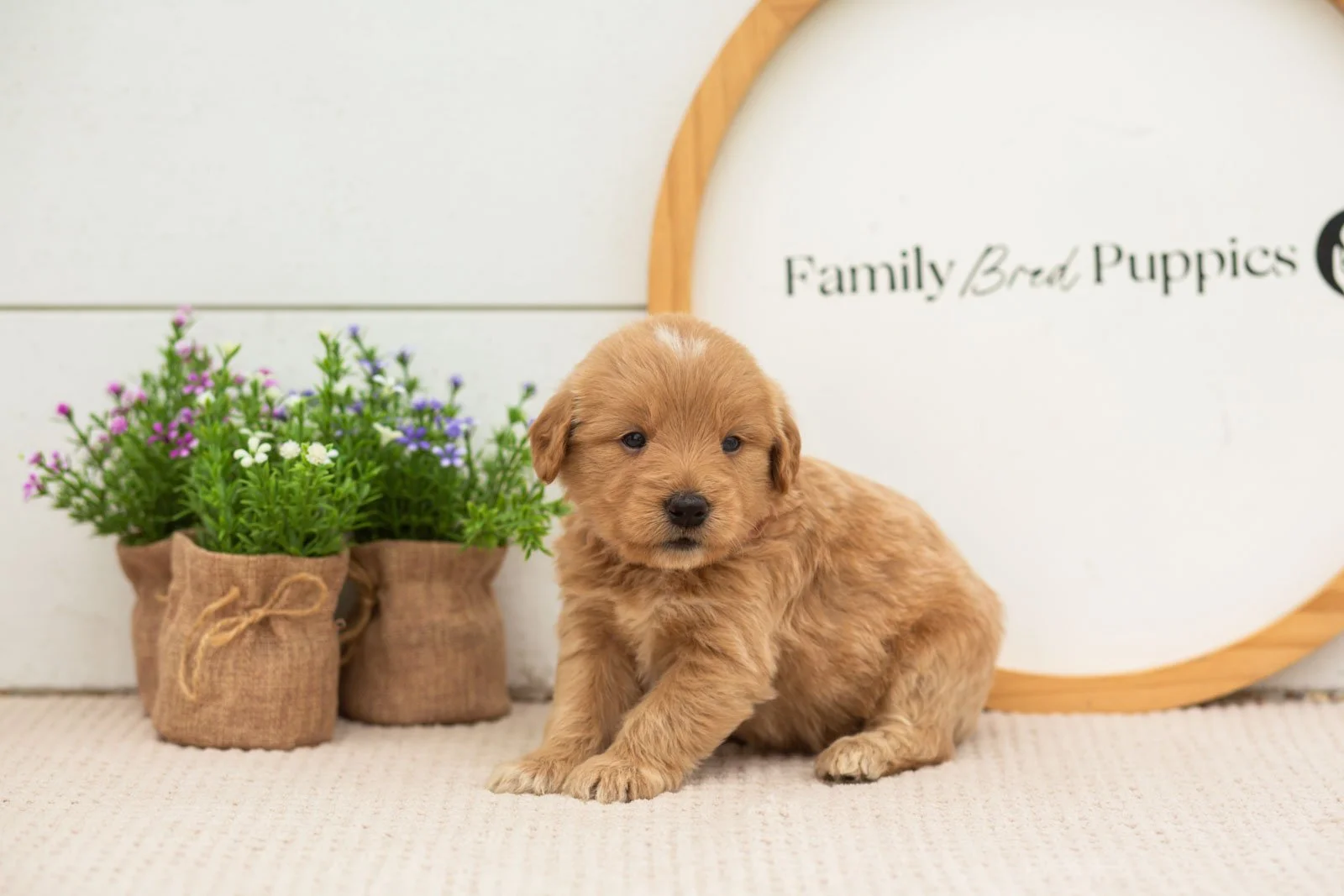 Emilia goldendoodle for sale.jpg