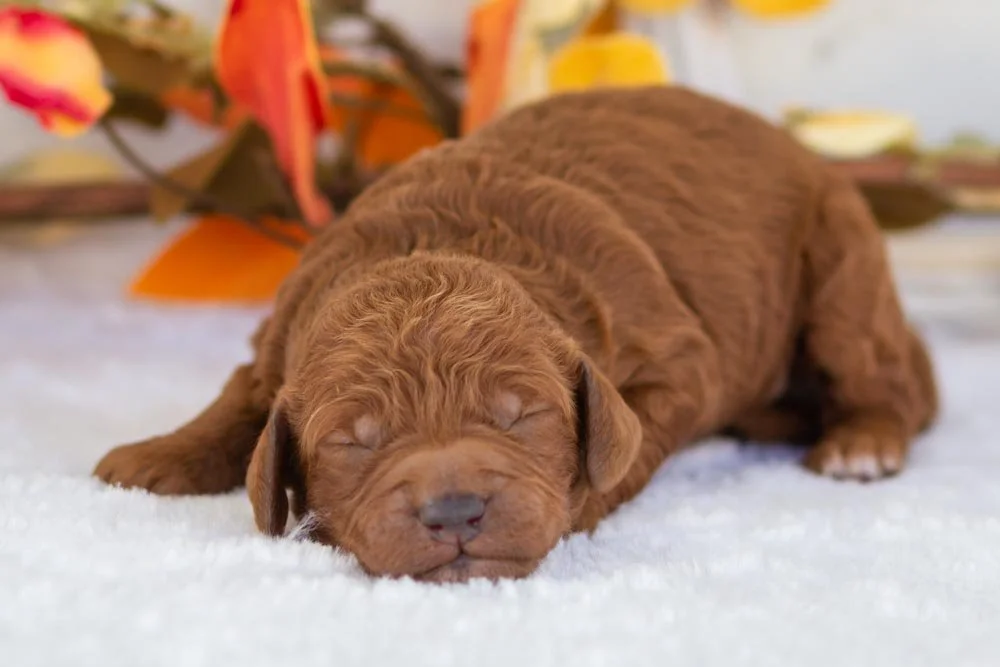 Bear goldendoodle for sale(1).jpg