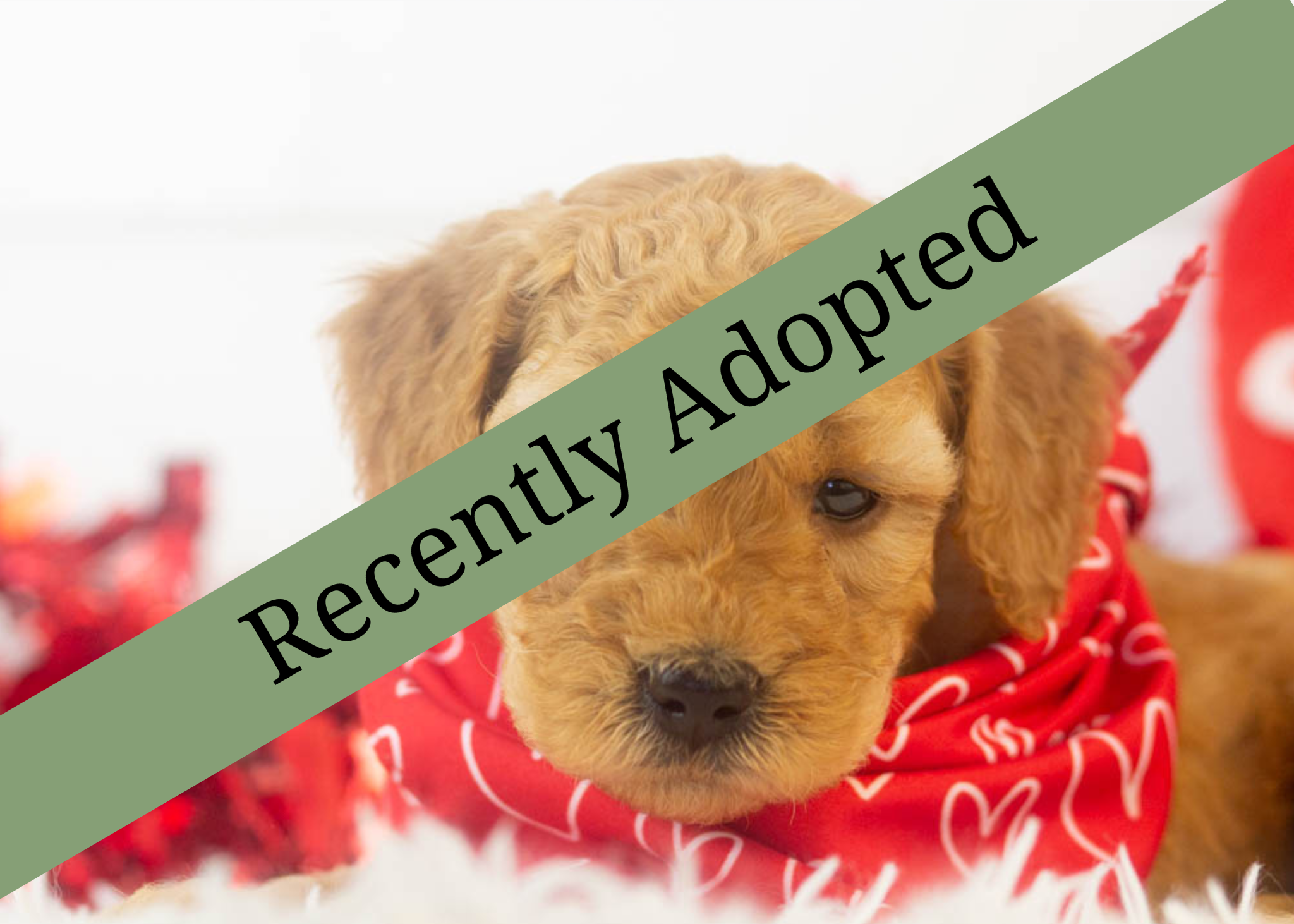 goldendoodle for sale