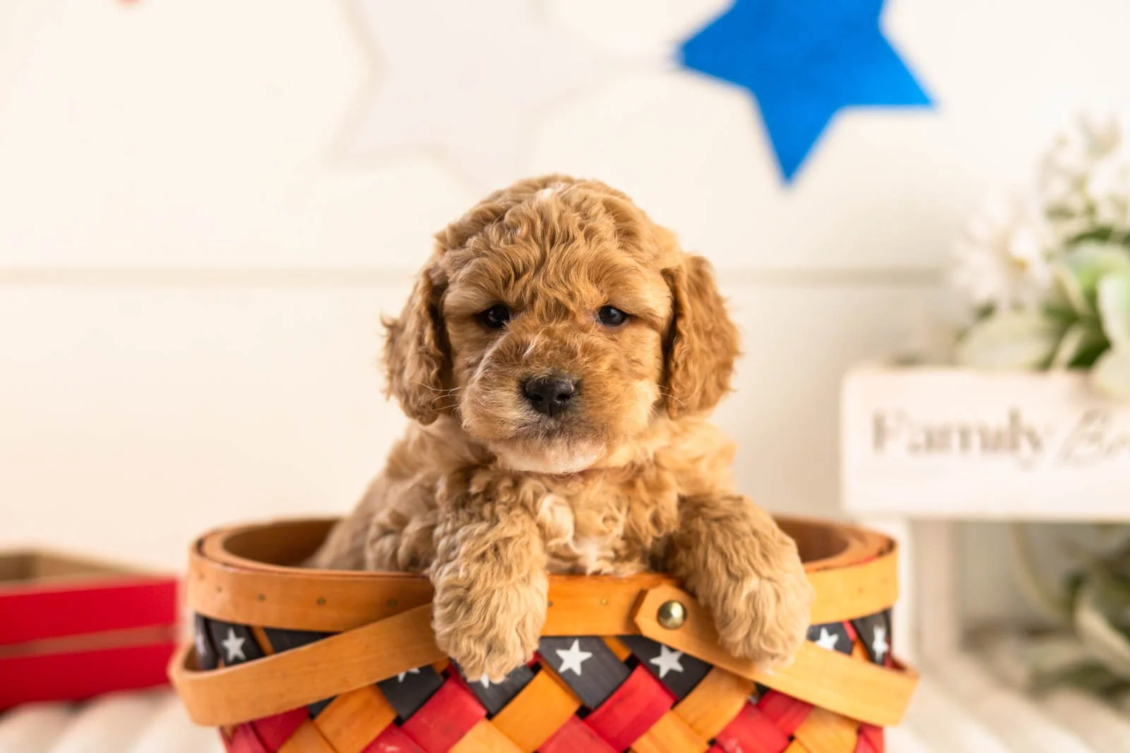 onyx goldendoodle for sale(2).jpg