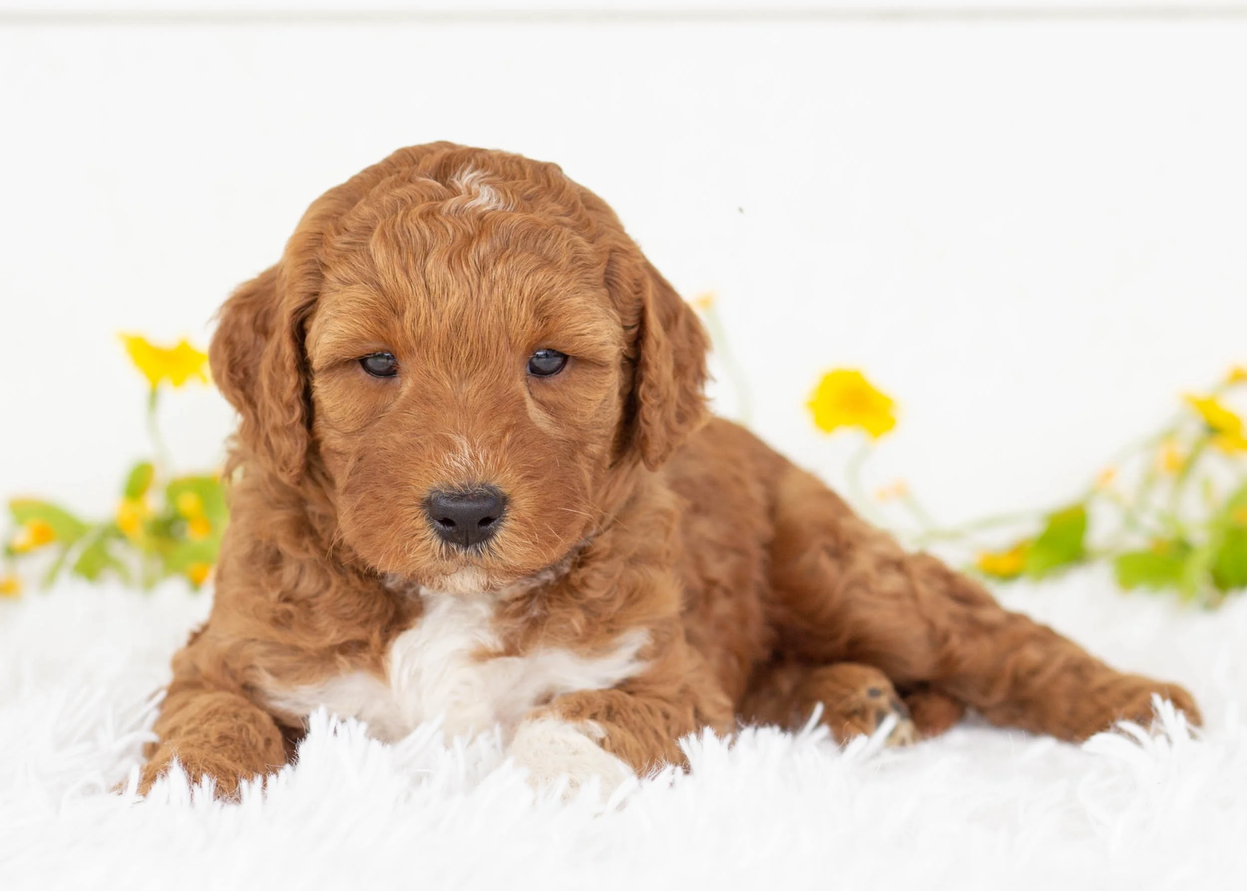 Funnel Cake Goldendoodle for sale.jpg