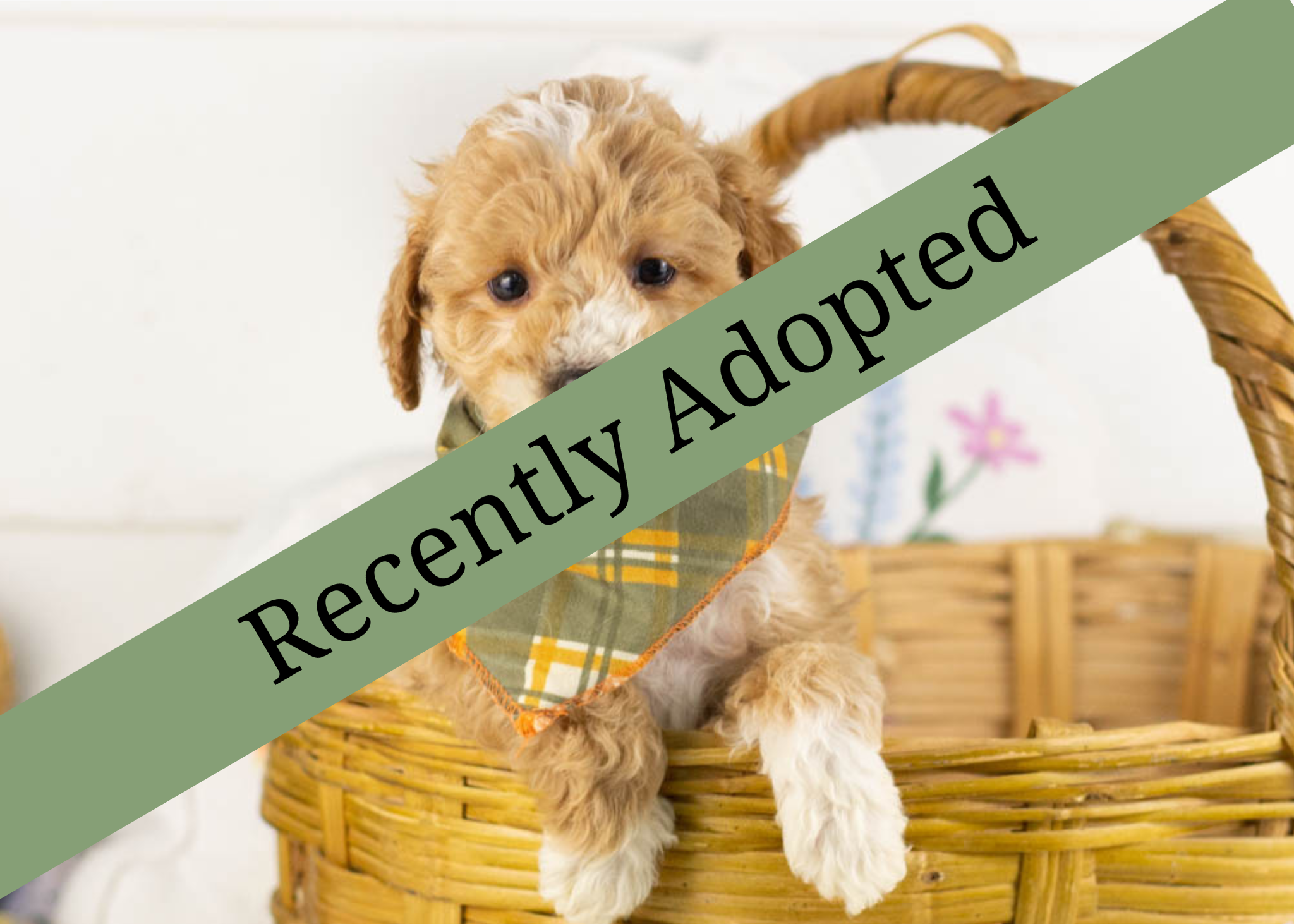 goldendoodle for sale