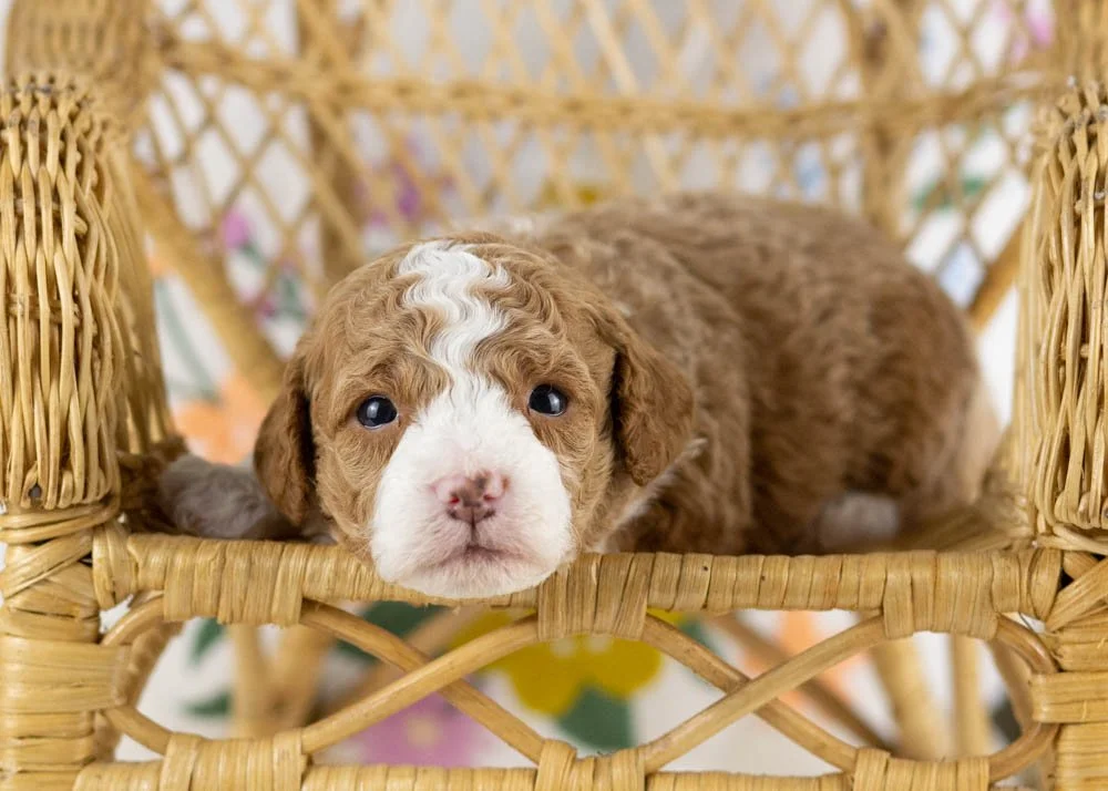 goldendoodle for sale