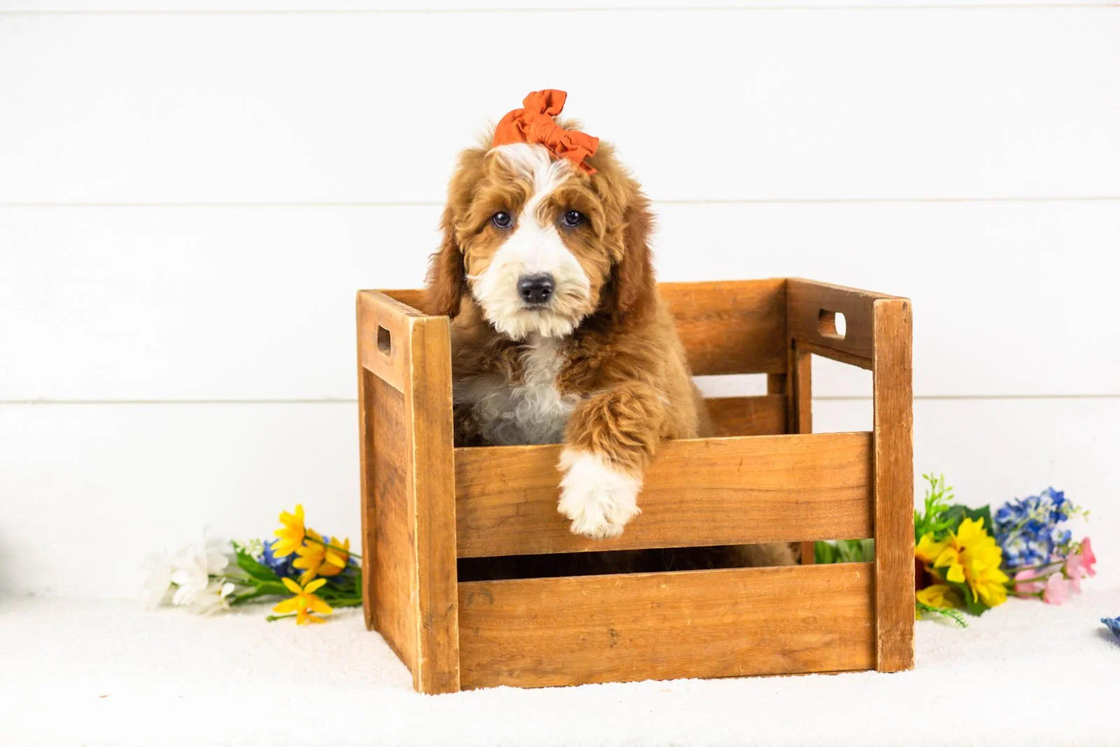 brenda goldendoodle for sale(3).jpg