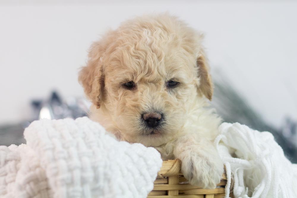 Darling goldendoodle for sale.jpg
