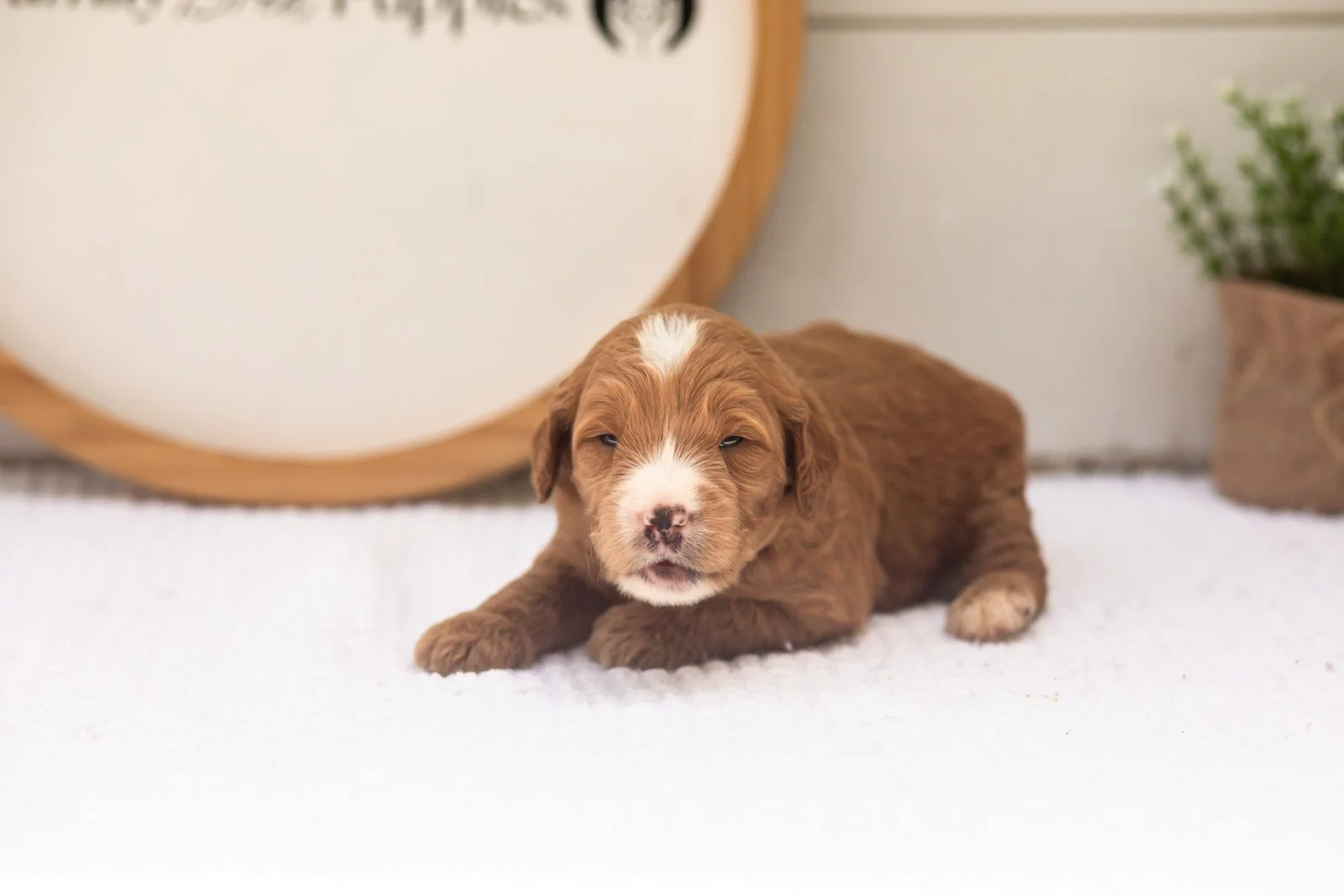 Maze goldendoodle for sale(2).jpg