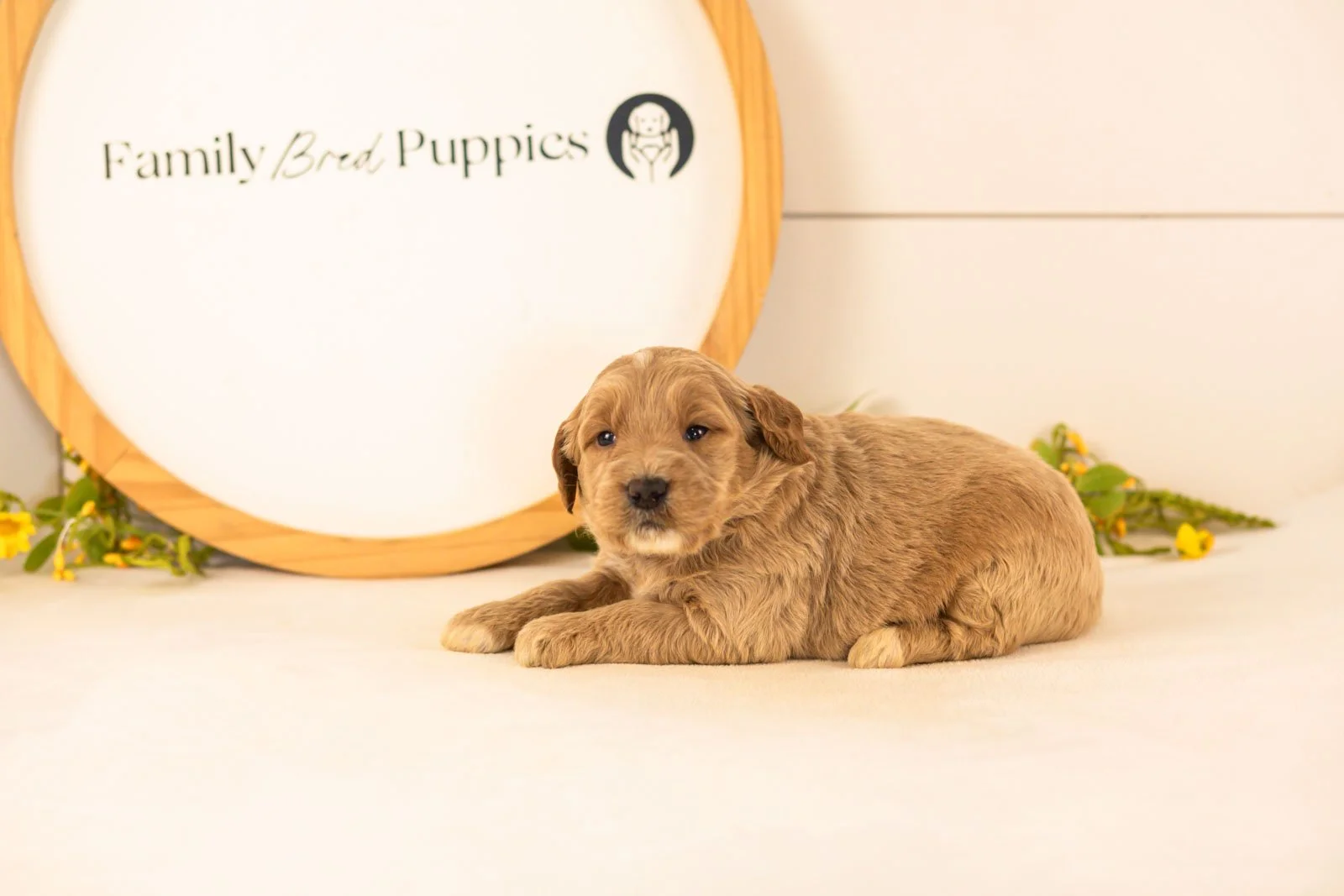 Max goldendoodle for sale(1).jpg