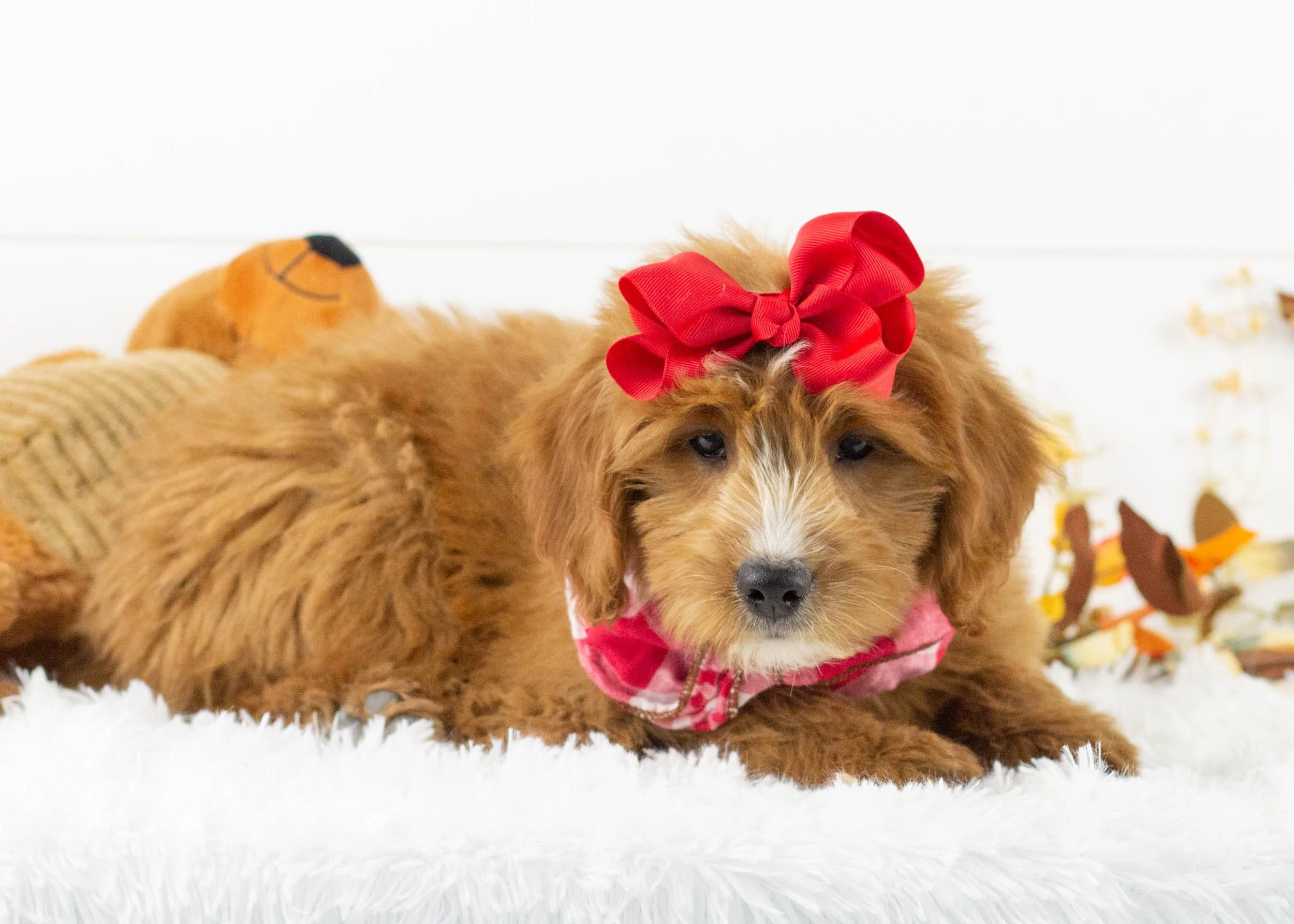waffles goldendoodle for sale(2).jpg