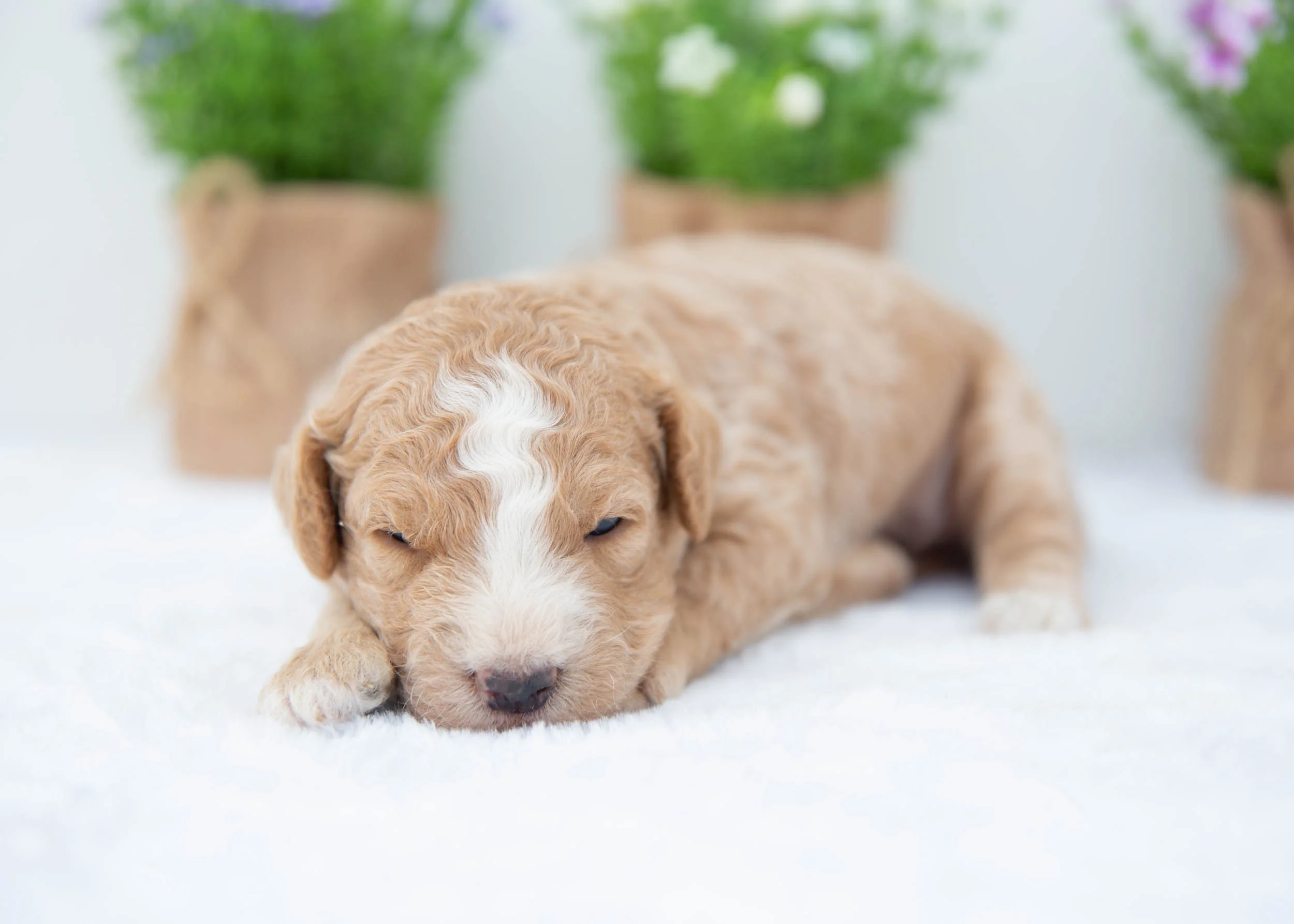 Lucky Goldendoodle For Sale(1).jpg