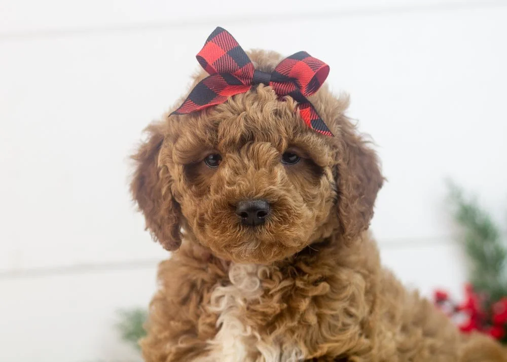 glinda goldendoodle for sale(3).jpg
