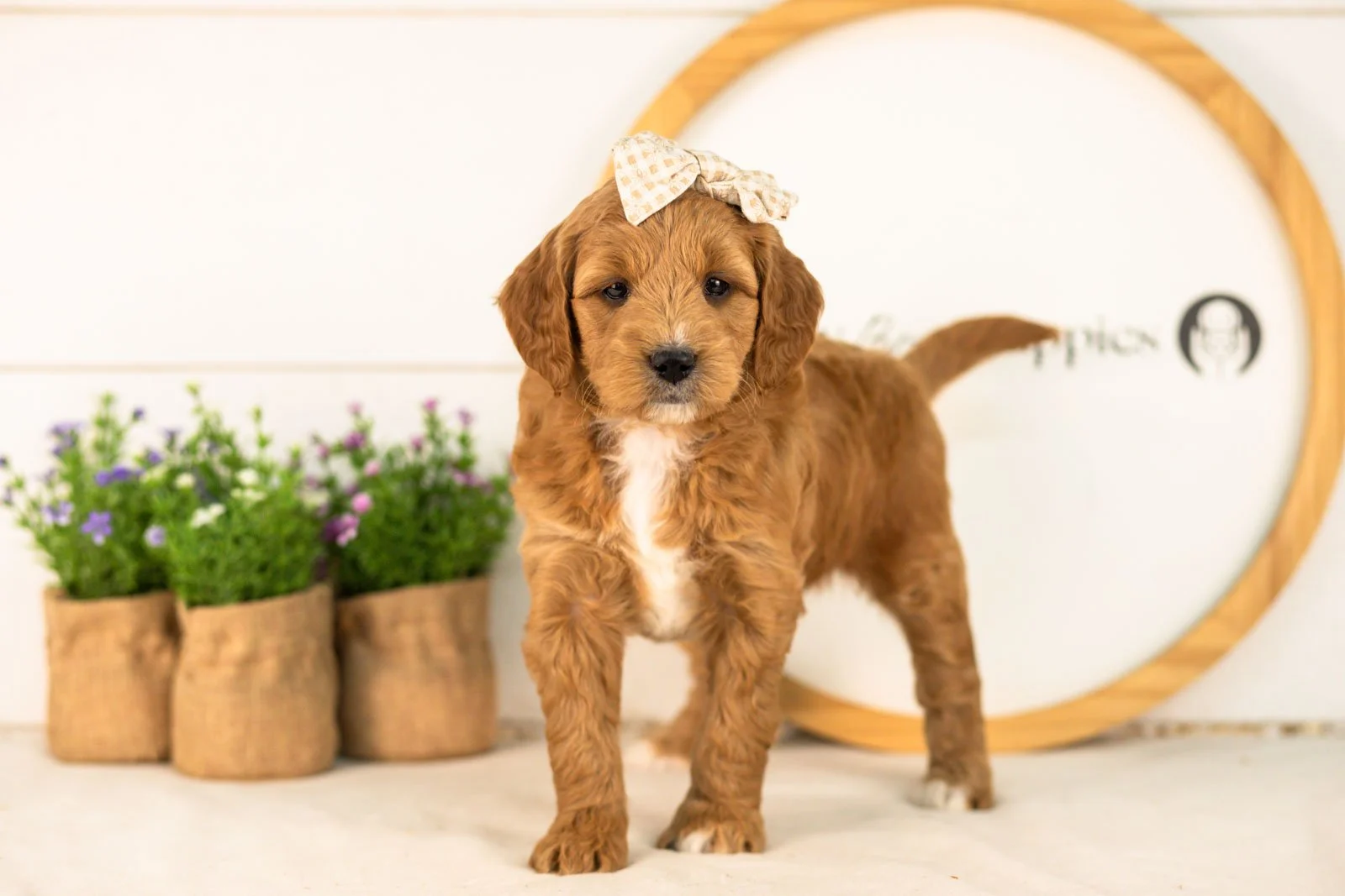 Stormy goldendoodle for sale(2).jpg