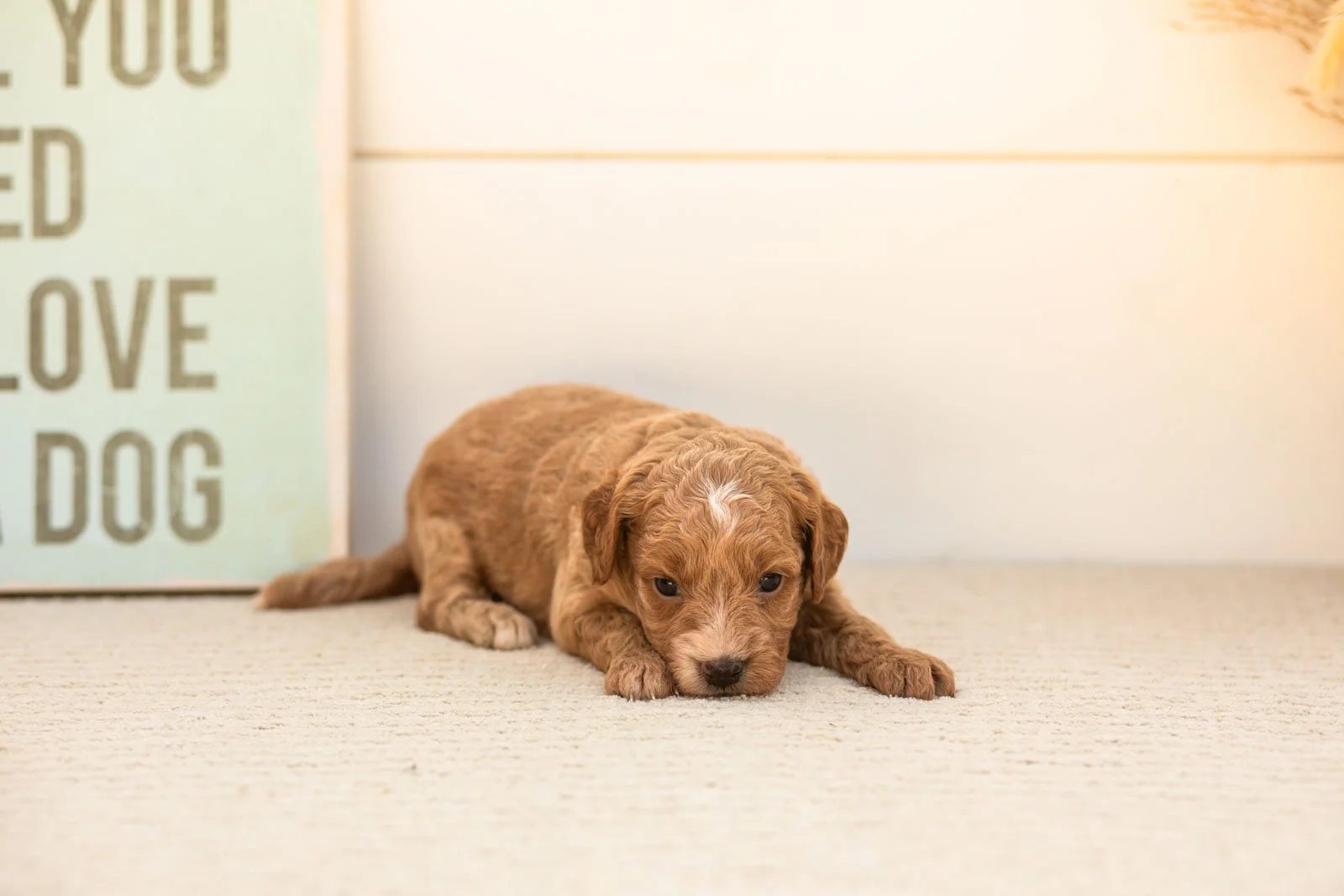 Katiedid goldendoodle for sale(1).jpg