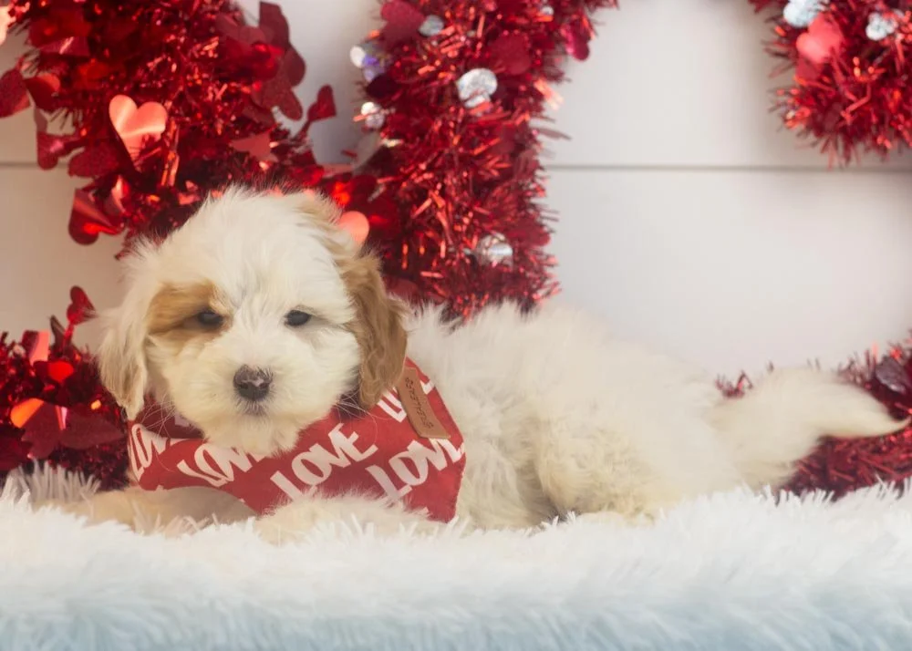 Buddy goldendoodle for sale.jpg