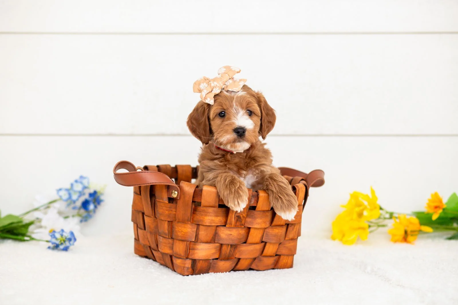 goldendoodle for sale