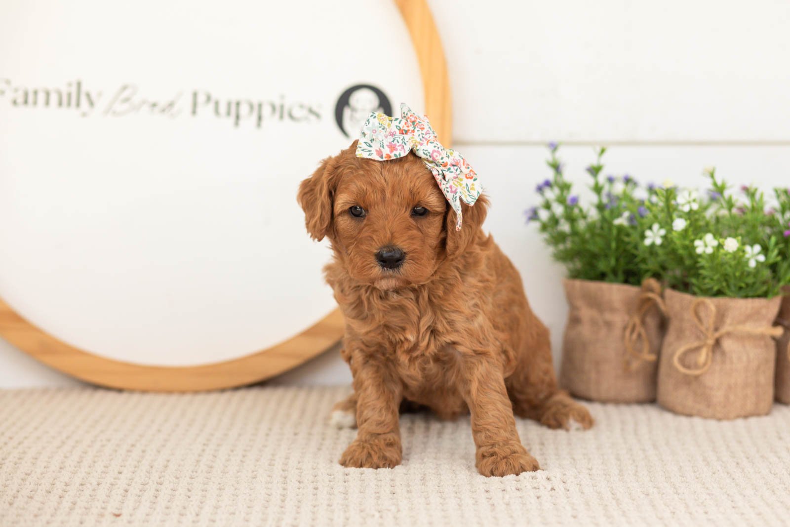 Starlet goldendoodle for sale(1).jpg
