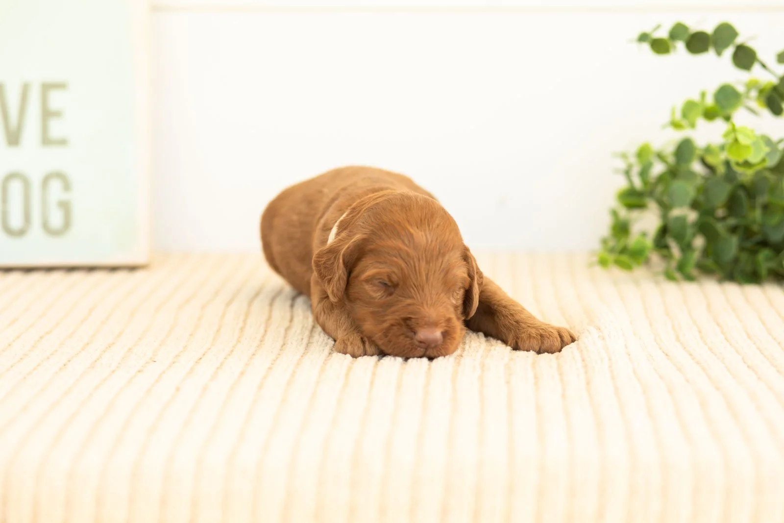 Atlas goldendoodle for sale(1).jpg