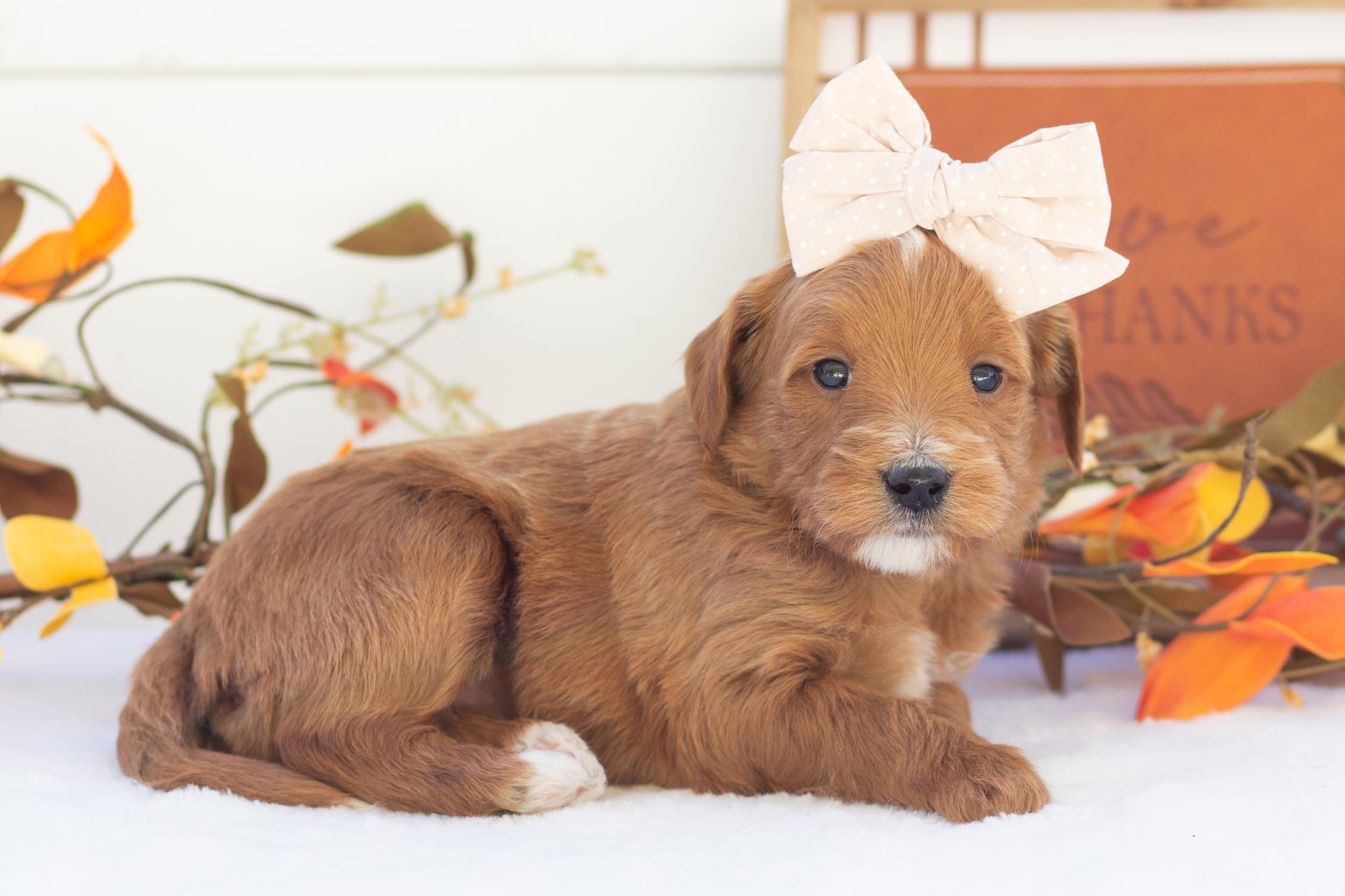 honey goldendoodle for sale.(1).jpg