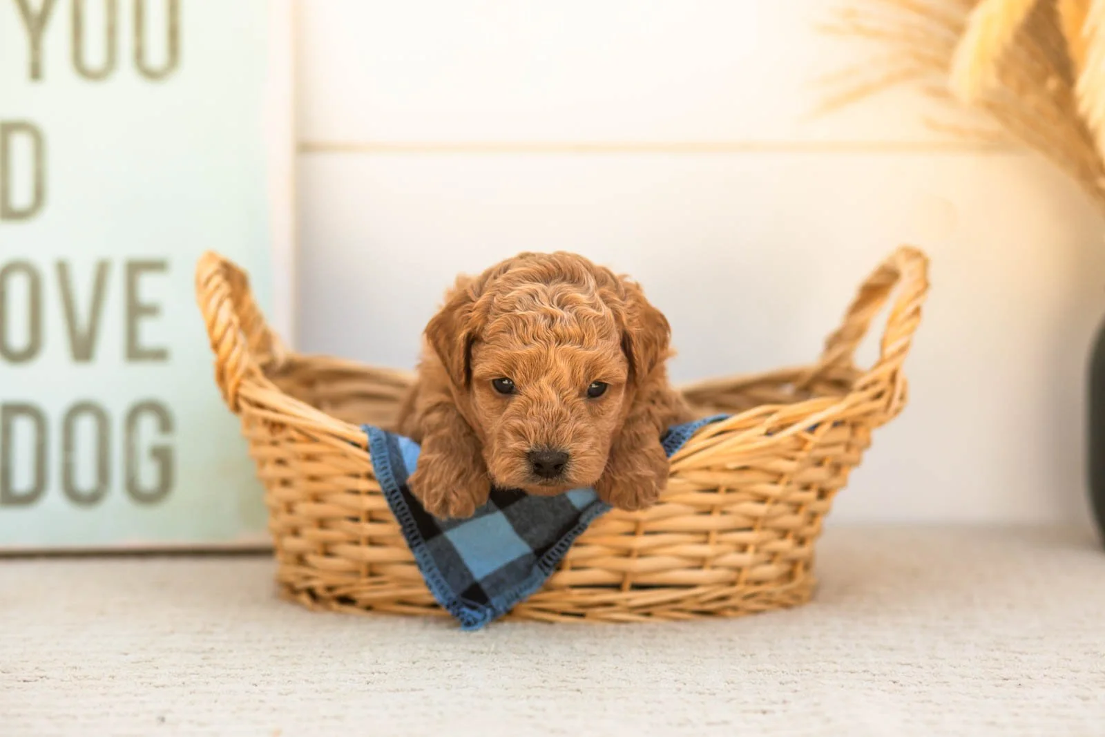 Bumble goldendoodle for sale(2).jpg
