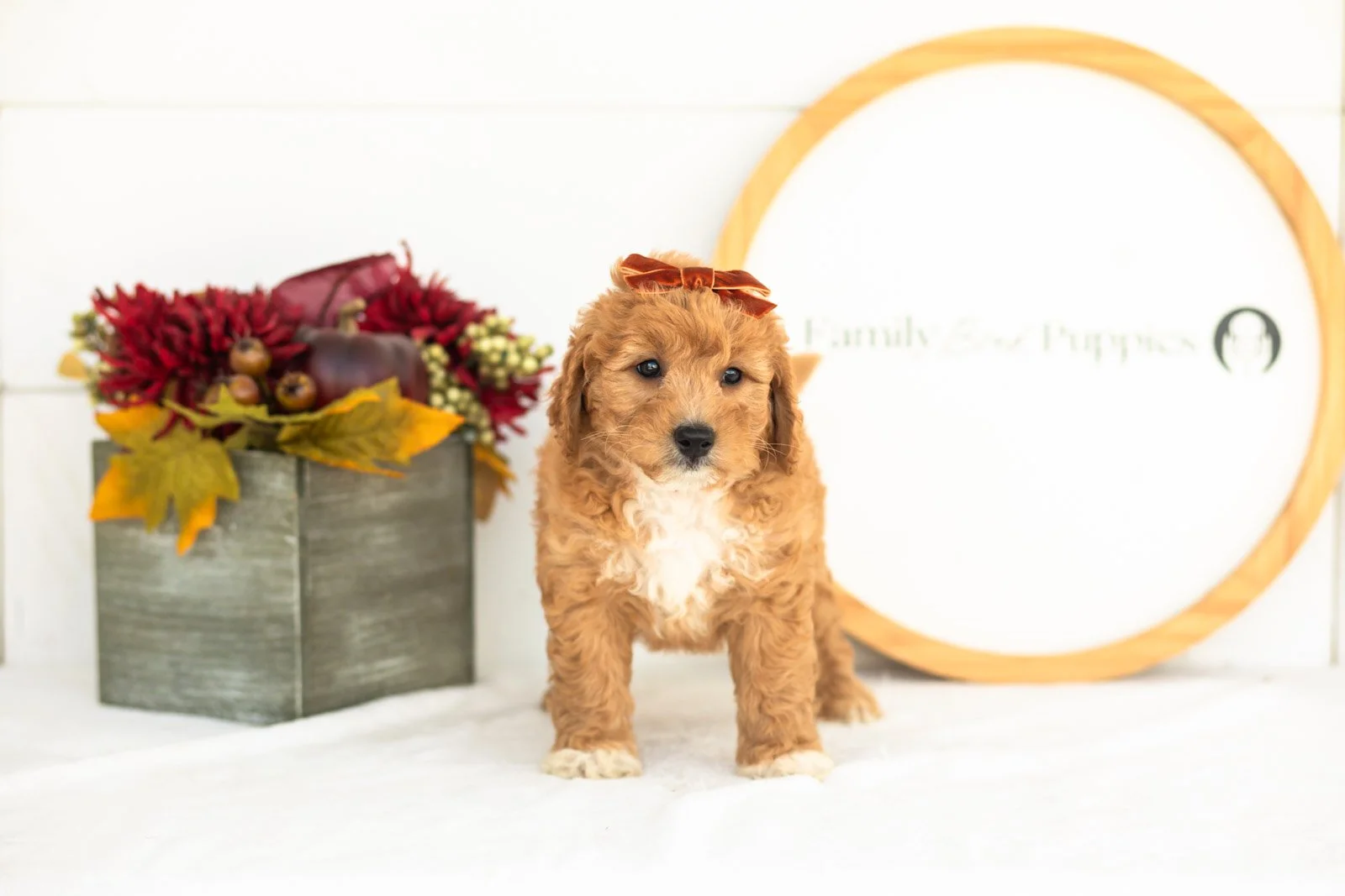 Denim goldendoodle for sale(2).jpg