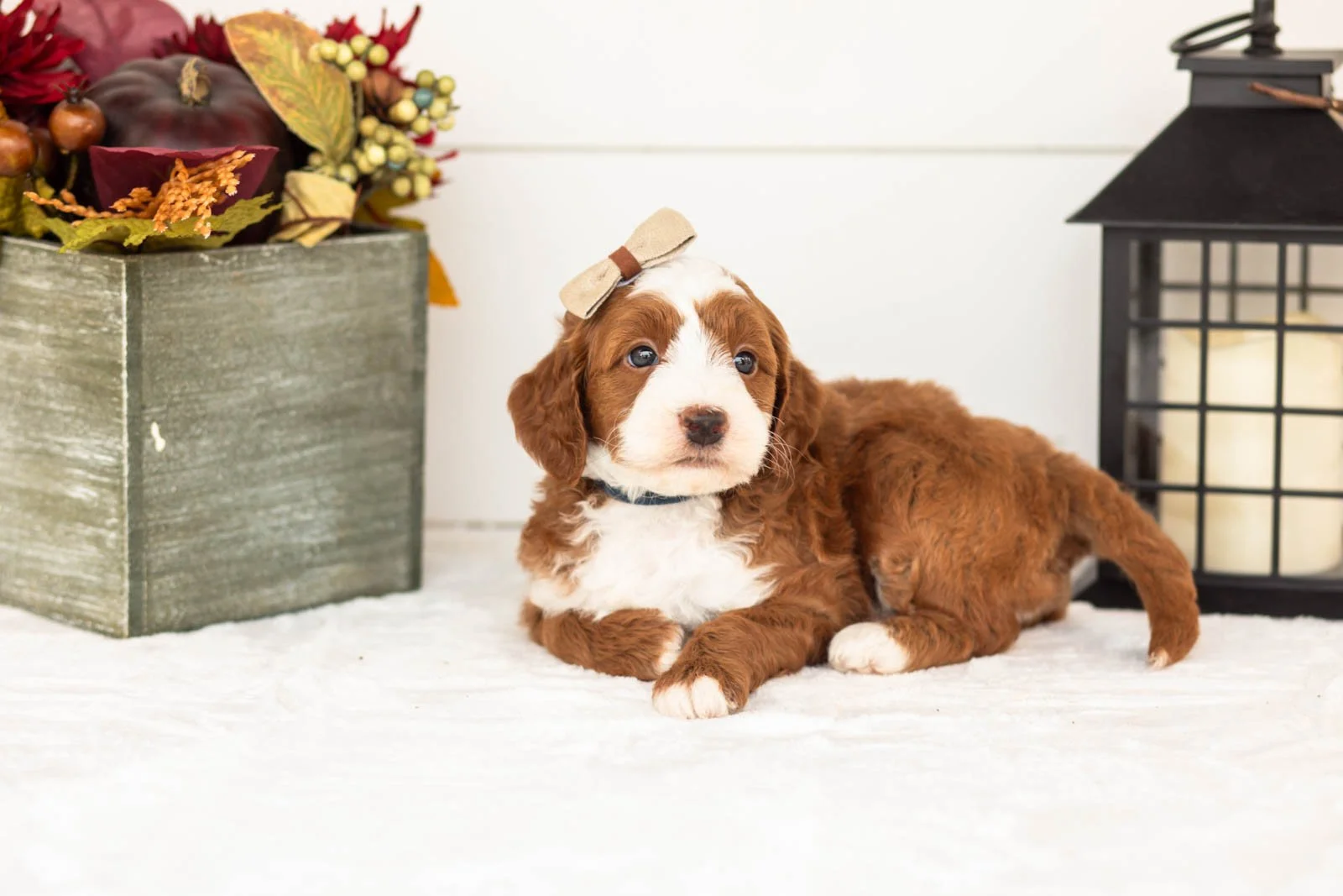 Ruffian goldendoodle for sale 5.jpg