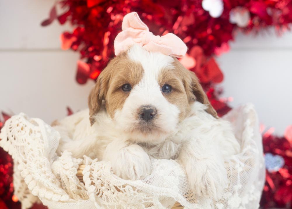 Annie goldendoodle for sale(1).jpg