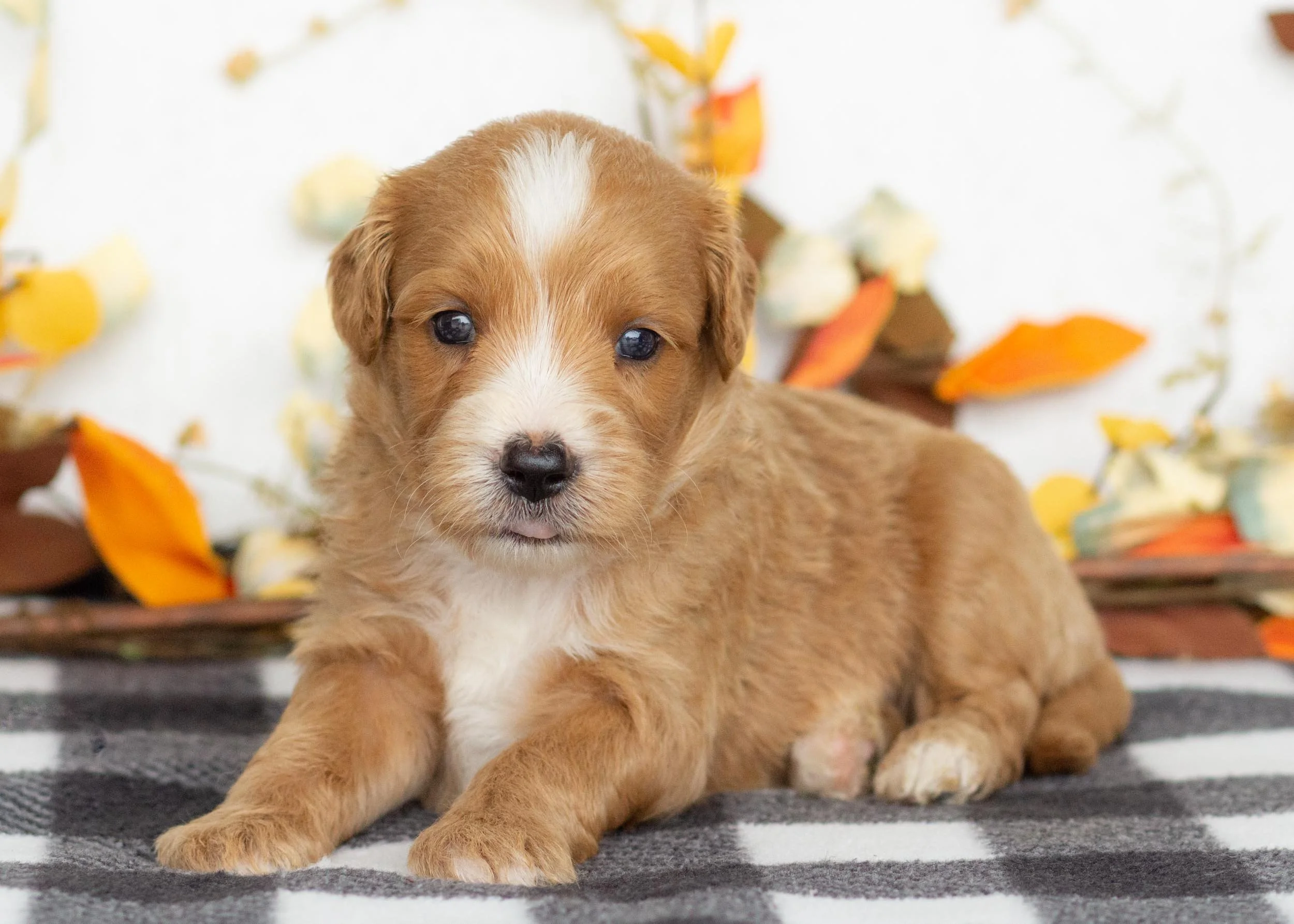 Watson goldendoodle for sale(1).jpg