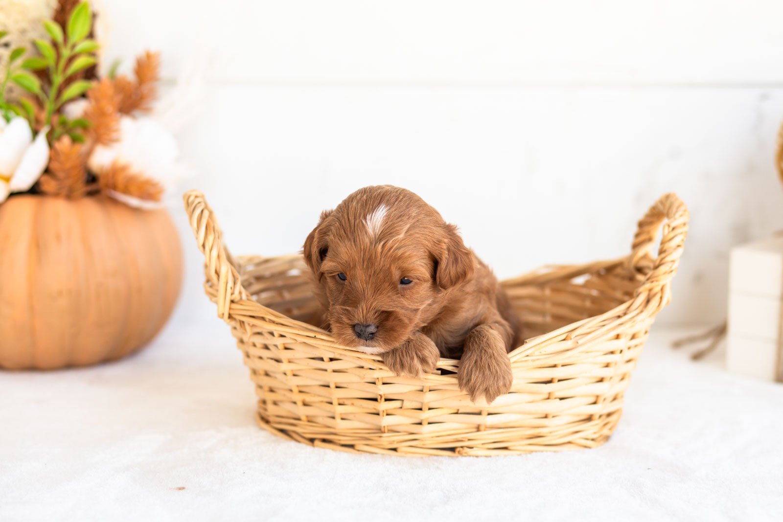 Nacho goldendoodle for sale 1.jpg