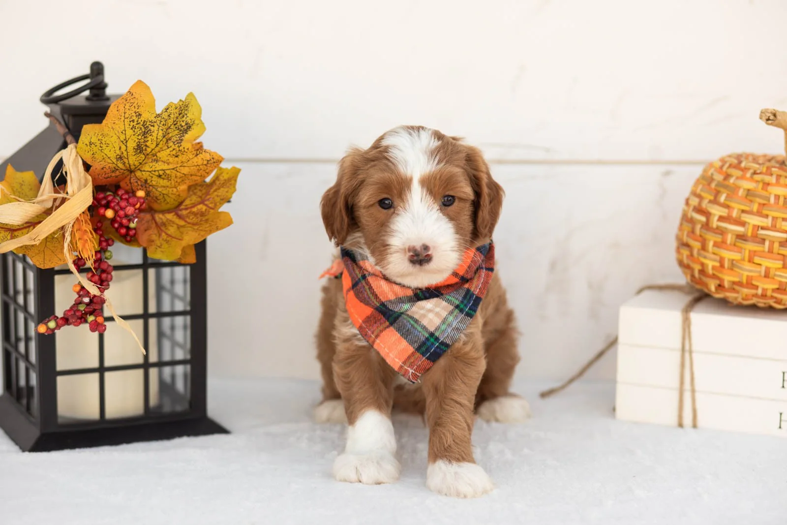 James goldendoodle for sale 3.jpg