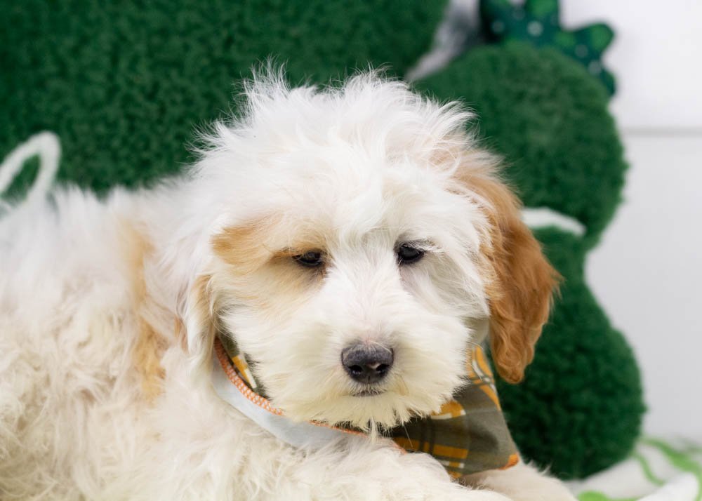 goldendoodle for sale