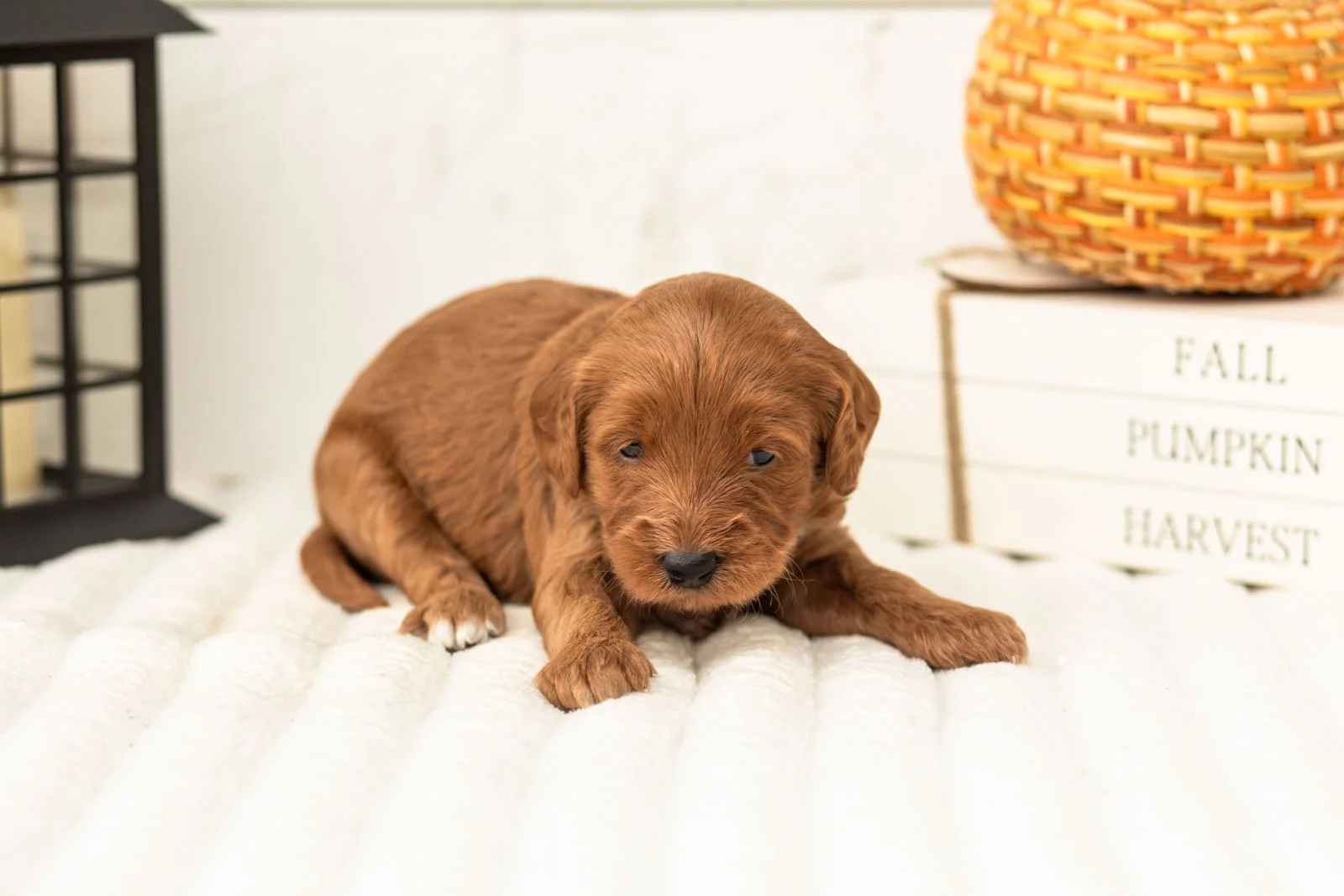 Blanche goldendoodle for sale 5.jpg
