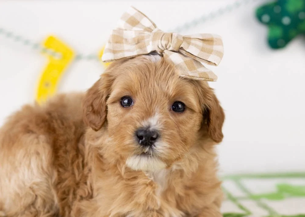 Linda goldendoodle for sale(3).jpg