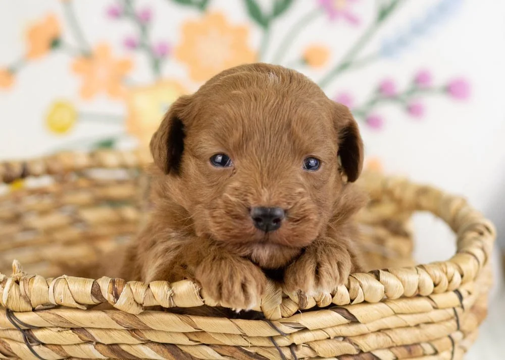 goldendoodle for sale