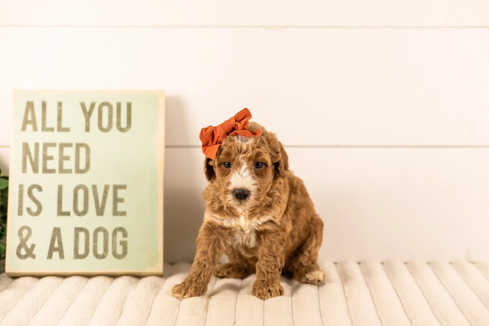 Larisa goldendoodle for sale(2).jpg