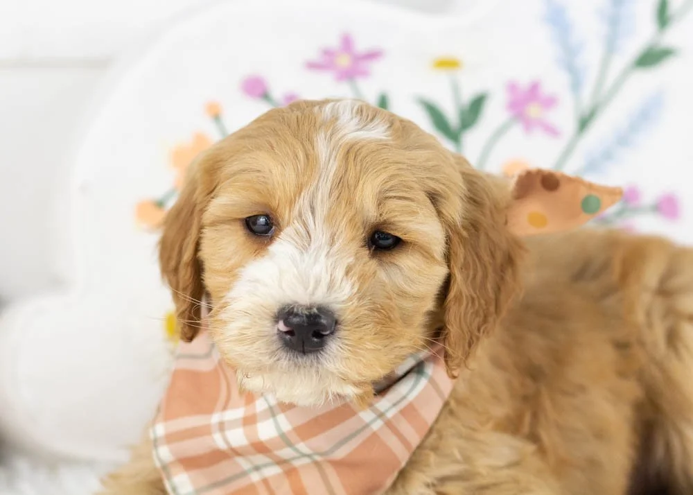 paul goldendoodle for sale(3).jpg