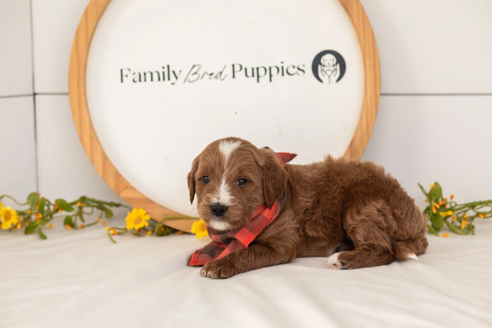 Ash goldendoodle for sale(1).jpg